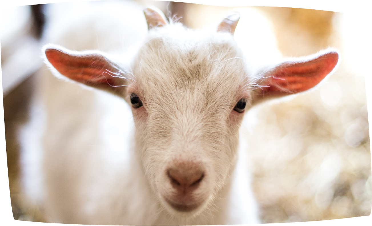 Goat - Goat milk powders