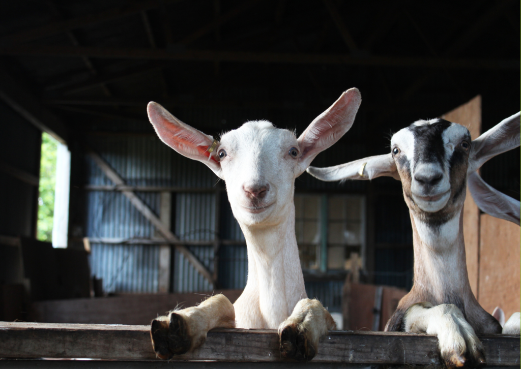 Welfare of our goats