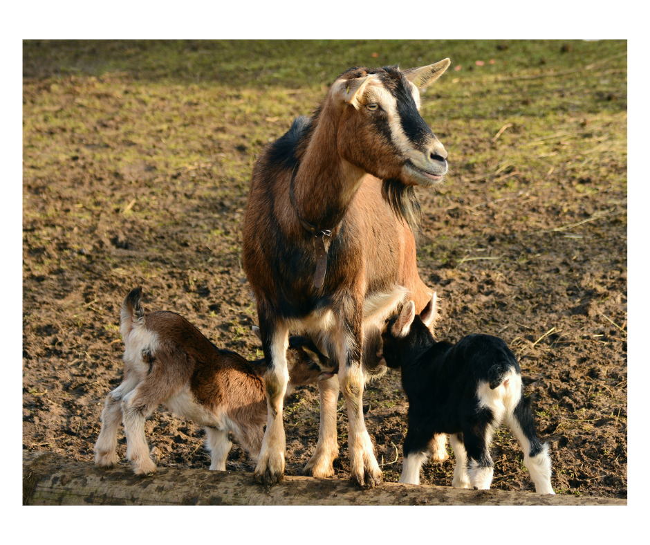 Goat Colostrum Powder